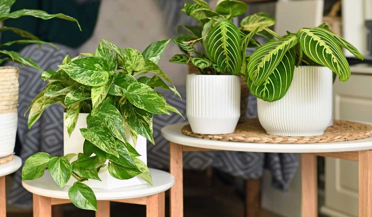 Descubre las mejores opciones de plantas de hoja verde para decorar tus interiores