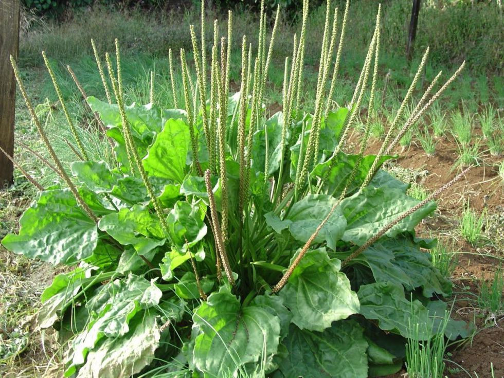 Descubre las mejores plantas medicinales para cicatrizar y regenerar tu piel