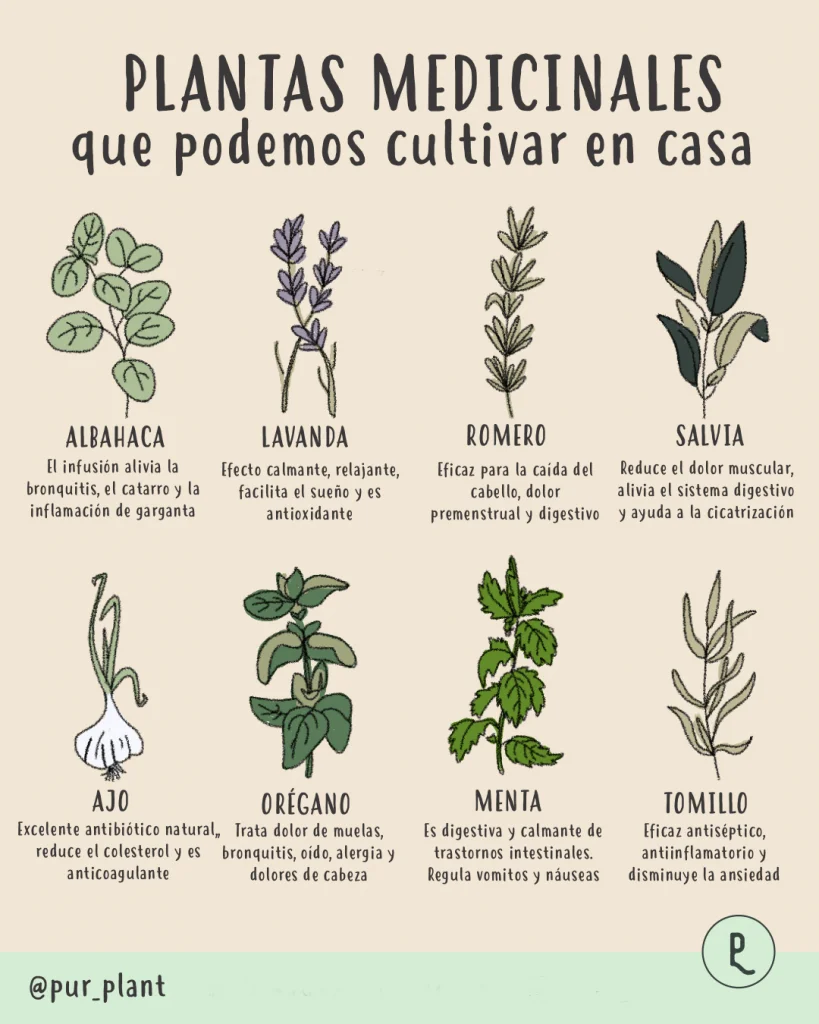 Descubre las mejores plantas medicinales para cuidar y mejorar tu piel