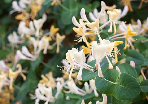 Descubre los encantos de la Madreselva: una planta exuberante y aromática para tu jardín