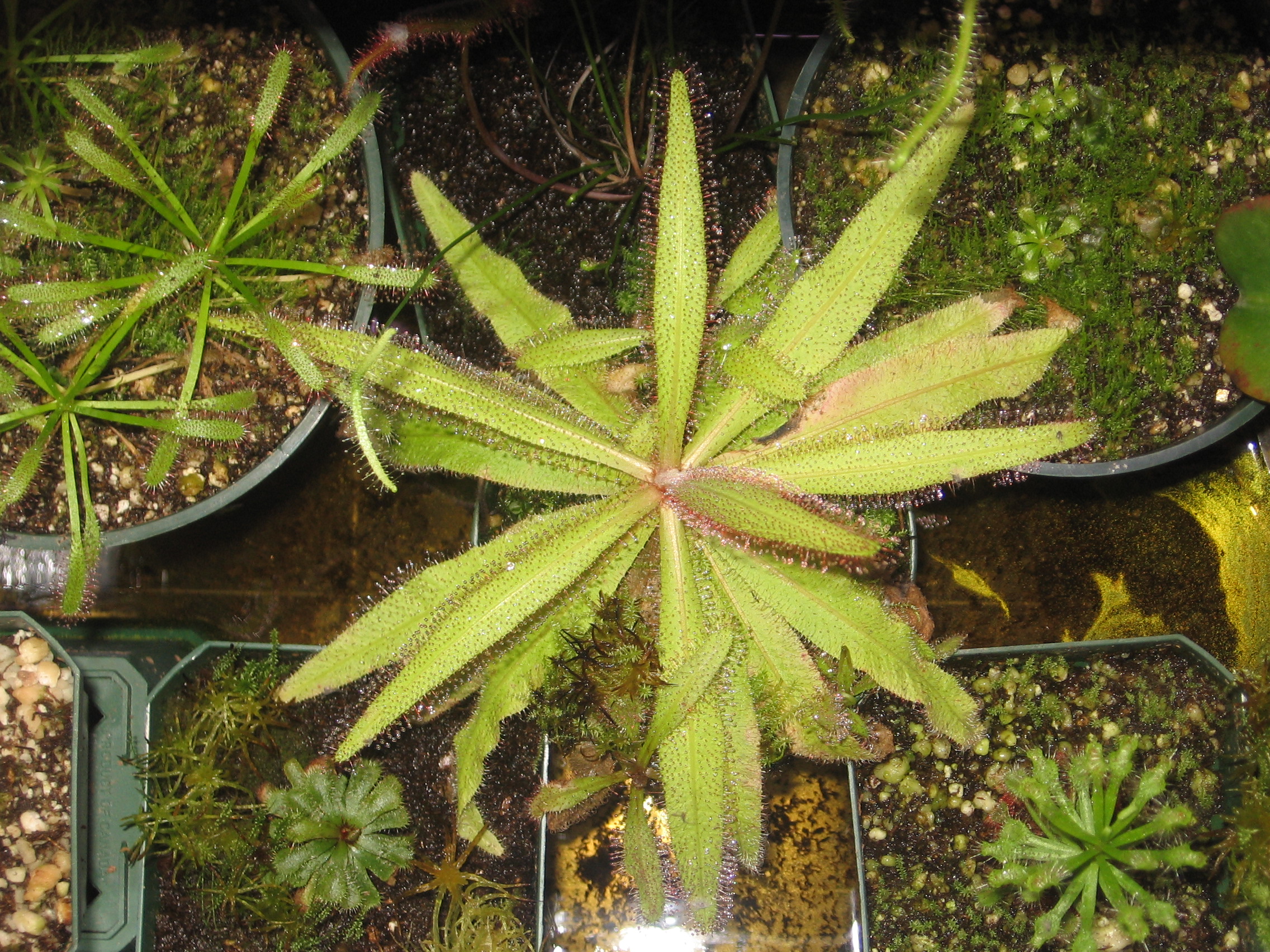 Drosera adelae: La planta carnívora que cautiva con su belleza y efectividad