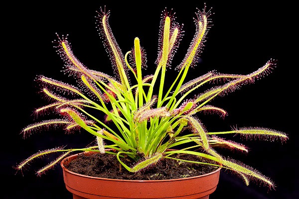 Drosera Capensis: La planta carnívora perfecta para principiantes