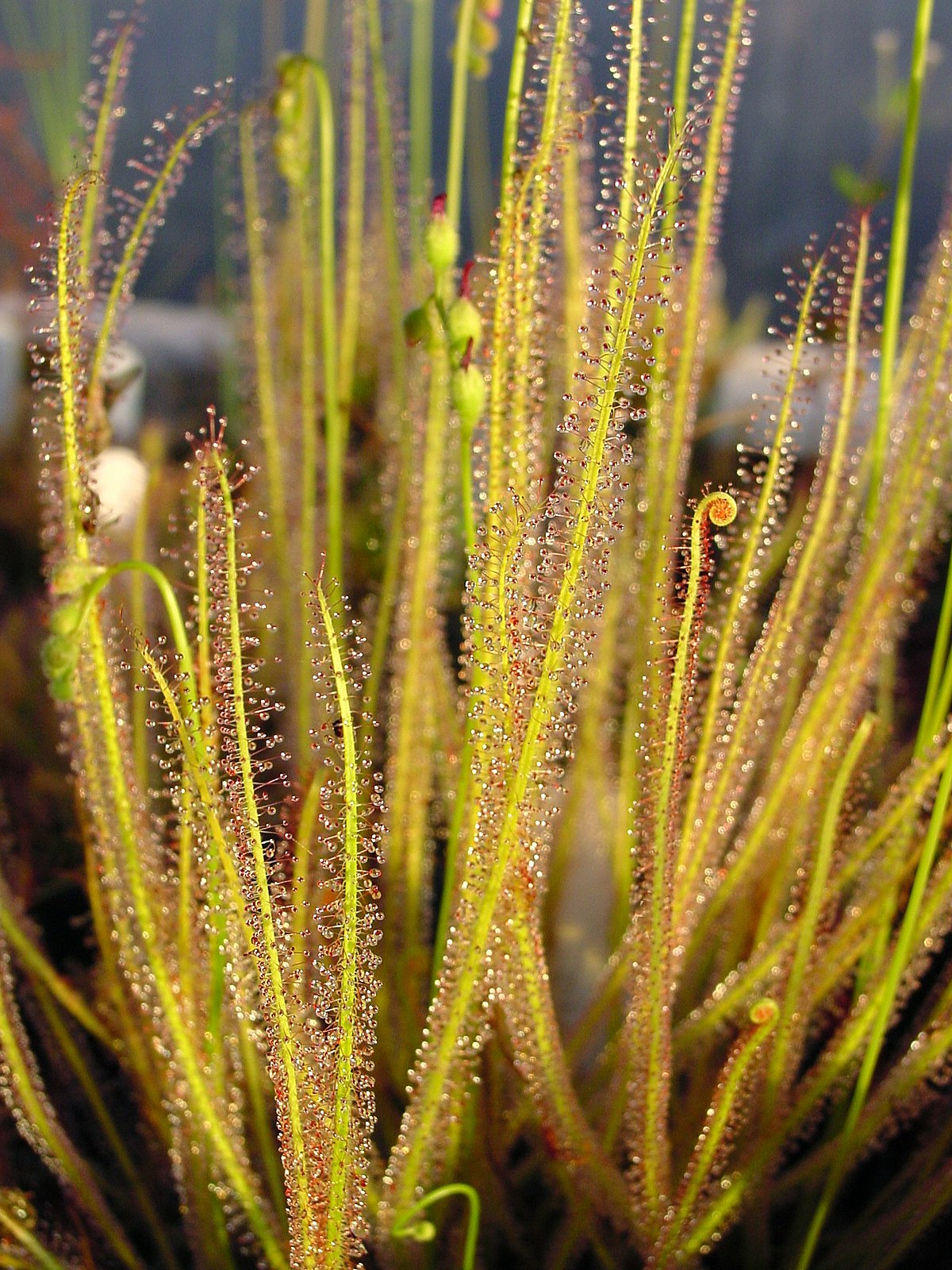 Drosera filiformis: la planta carnívora de aspecto delicado pero letal