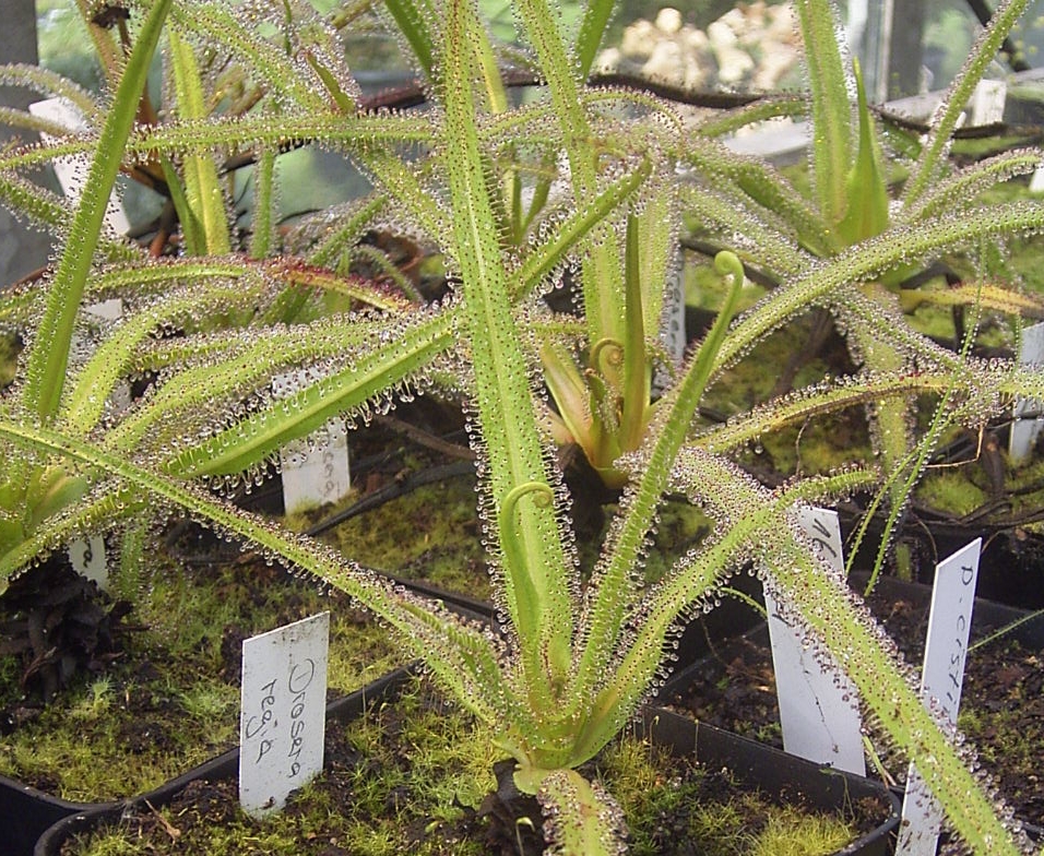 Drosera Regia: La impresionante planta carnívora de la realeza