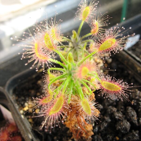 Drosera scorpioides: La fascinante planta carnívora en forma de escorpión