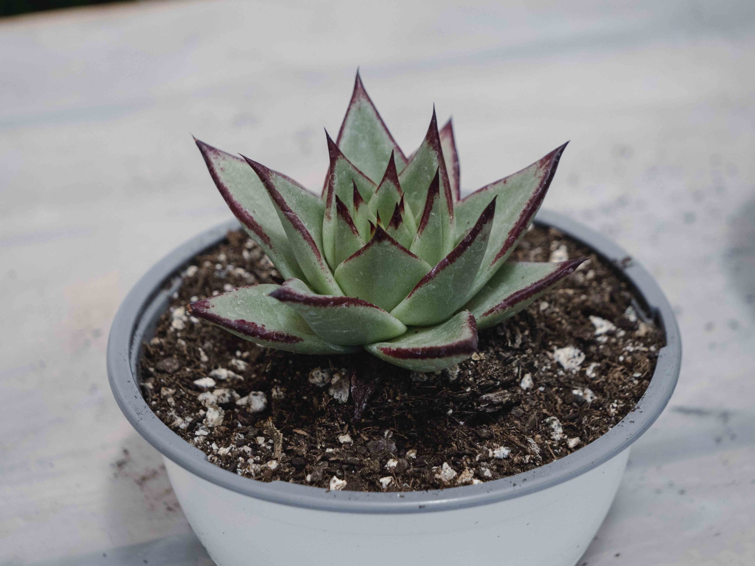 Echeveria agavoides ‘Lipstick’: una suculenta fascinante para adornar tu jardín