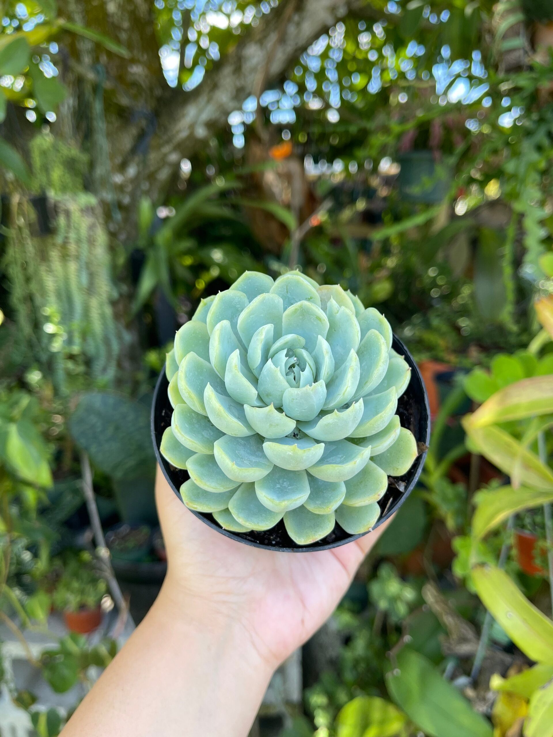 Echeveria elegans ‘Mexican Snowball’: La suculenta perfecta para tu jardín