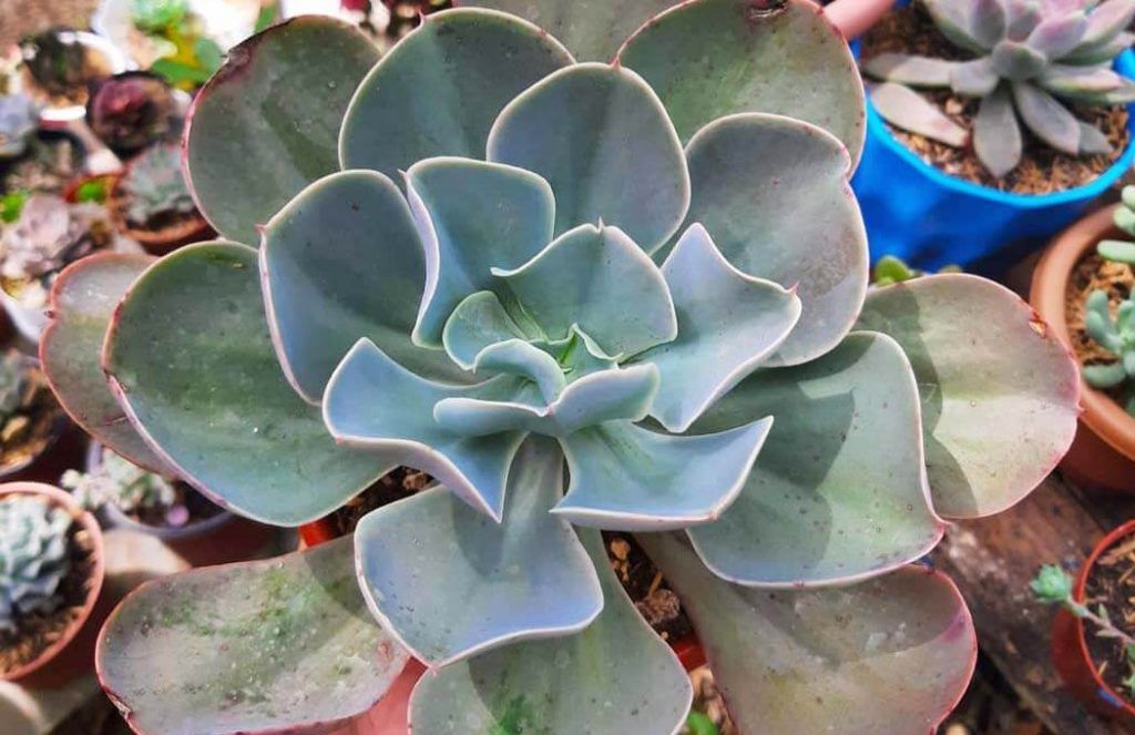 Echeveria gibbifolia: una suculenta exuberante para tu jardín