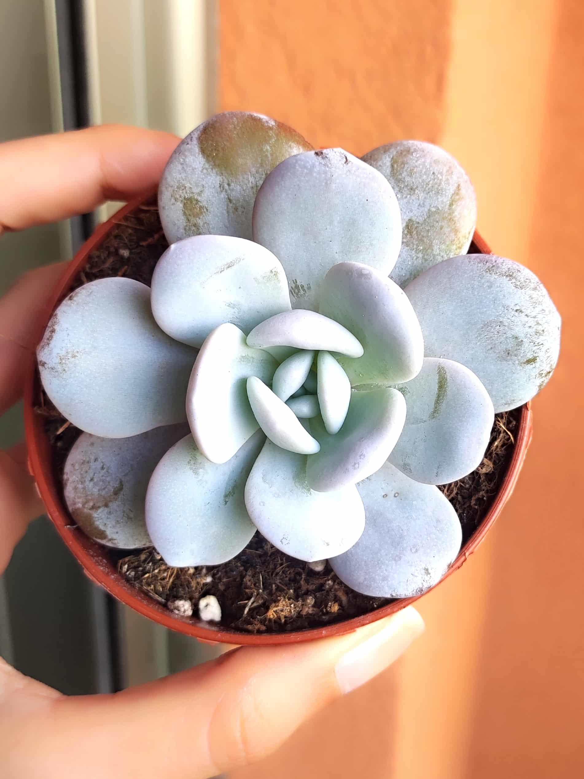 Echeveria laui: Una suculenta exótica y delicada para adornar tu hogar