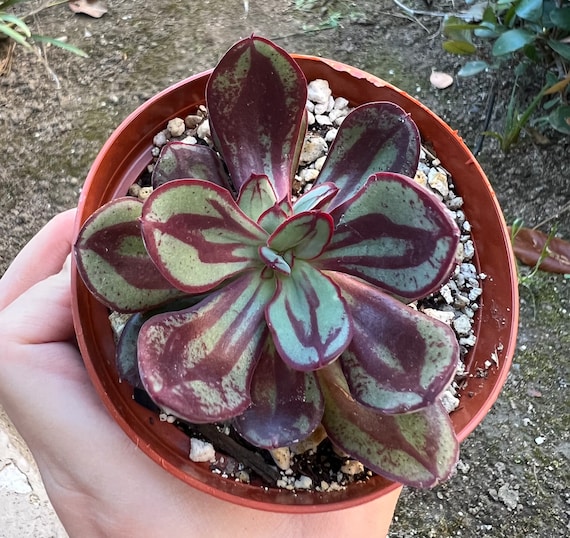 Echeveria nodulosa: La suculenta vibrante y llamativa para tu hogar