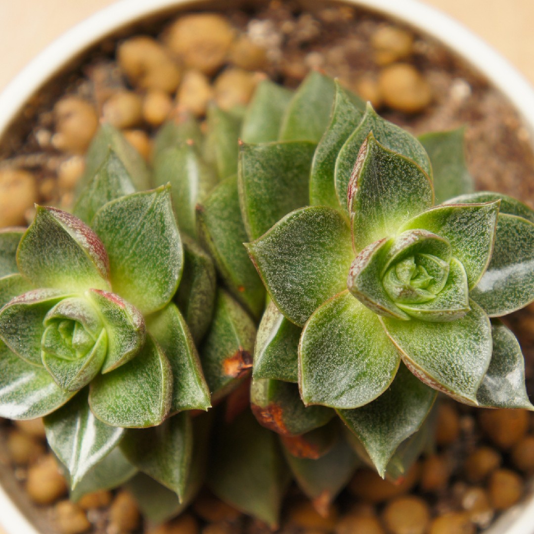 Echeveria purpusorum: Una suculenta exótica para embellecer tu jardín