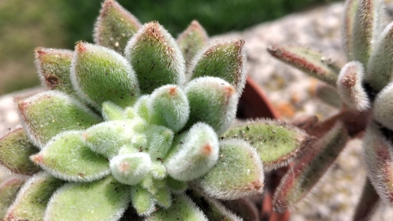 Echeveria setosa: La suculenta peluda perfecta para tu jardín