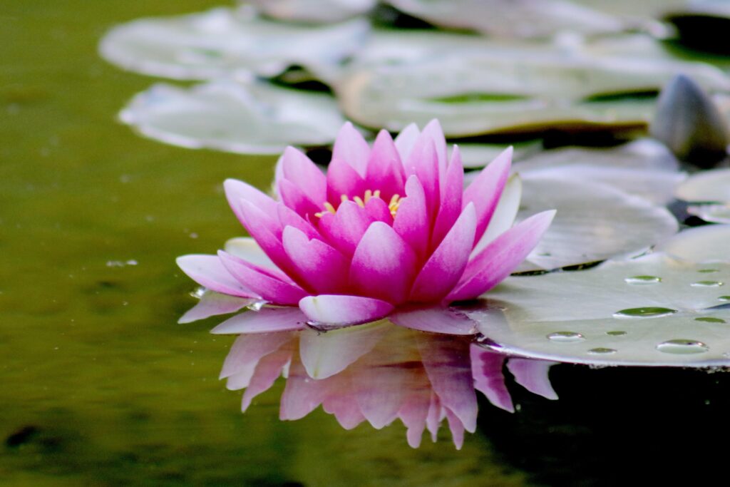 Flor de Loto, tipo de planta