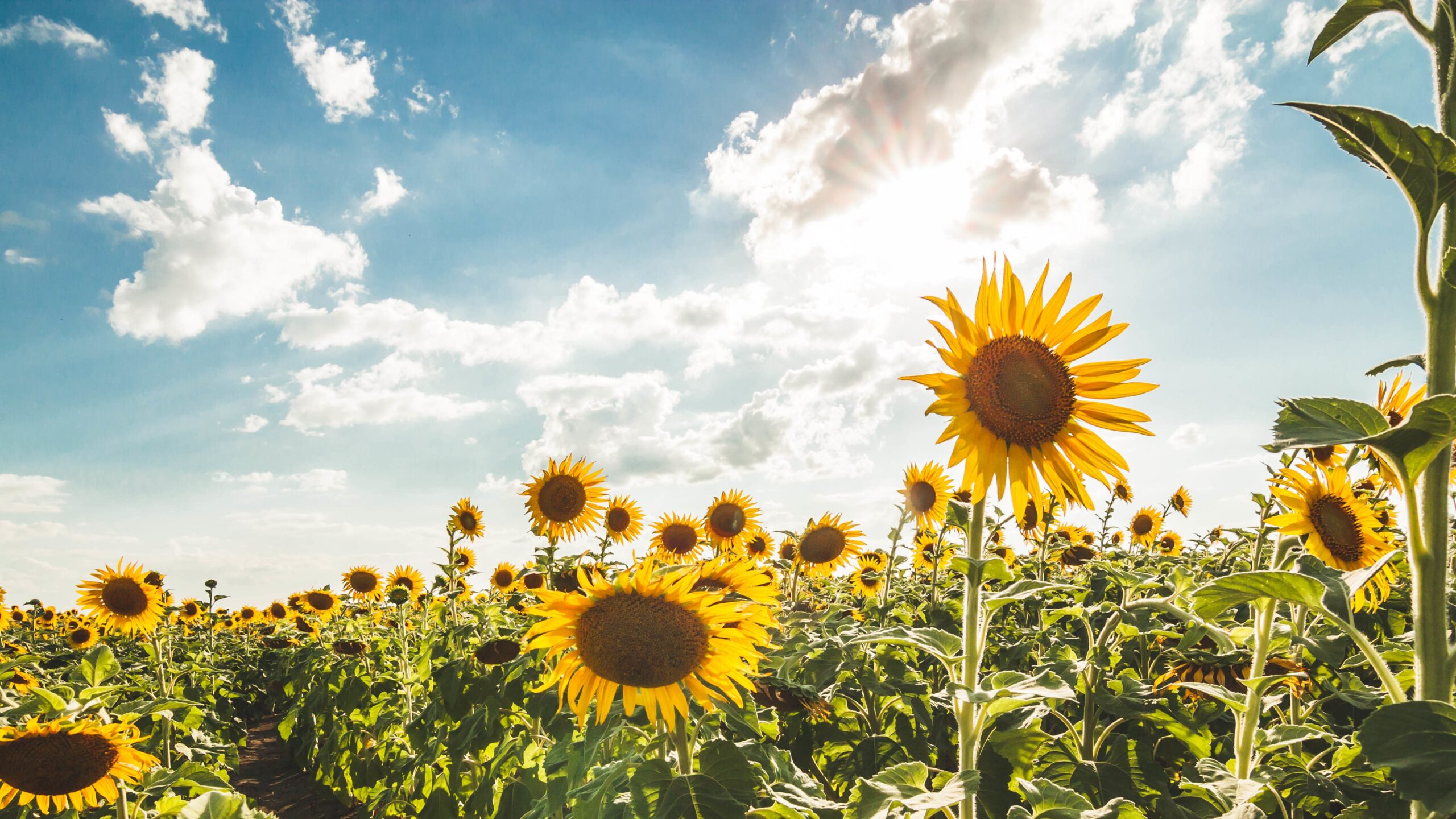 Girasoles amarillos: la belleza del sol en tu jardín