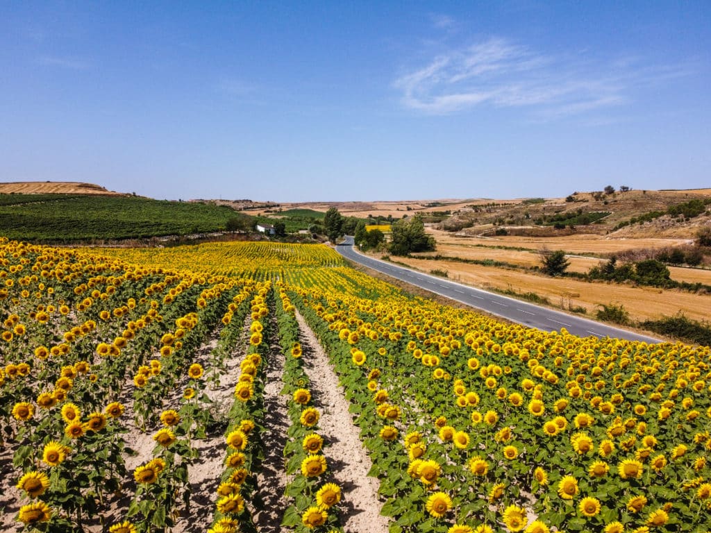 Girasoles de colores: la explosión de alegría en tu jardín