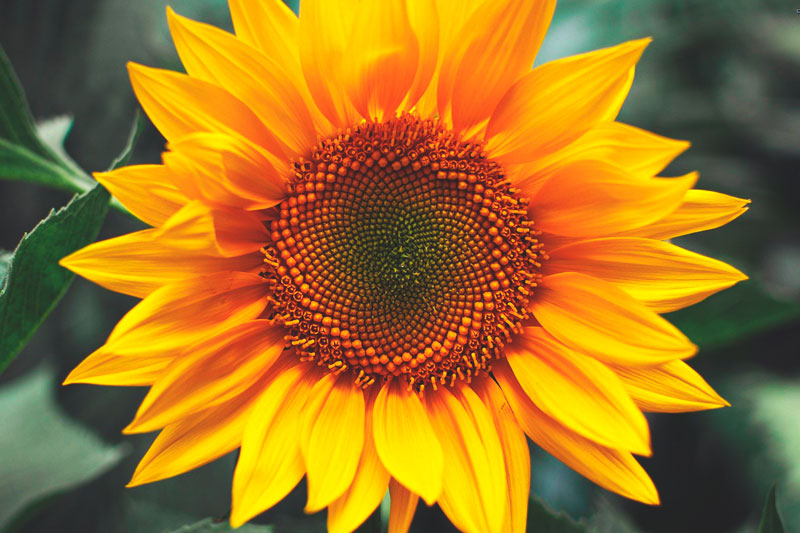 Girasoles rojos: belleza y singularidad en tu jardín