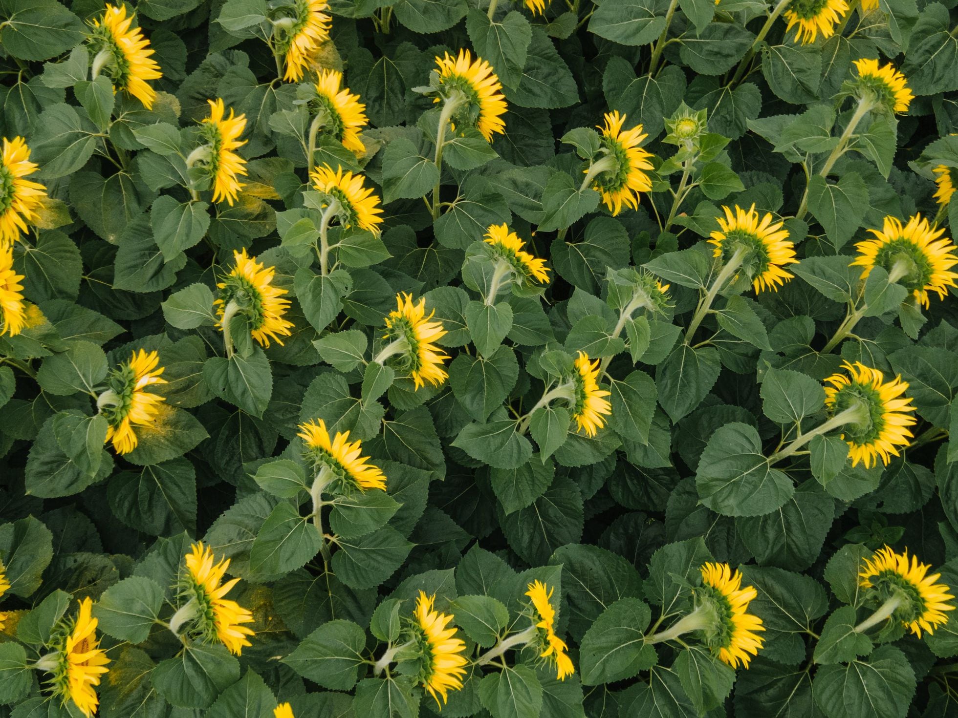 Girasoles trepadores: Descubre la belleza vertical de estas flores solares