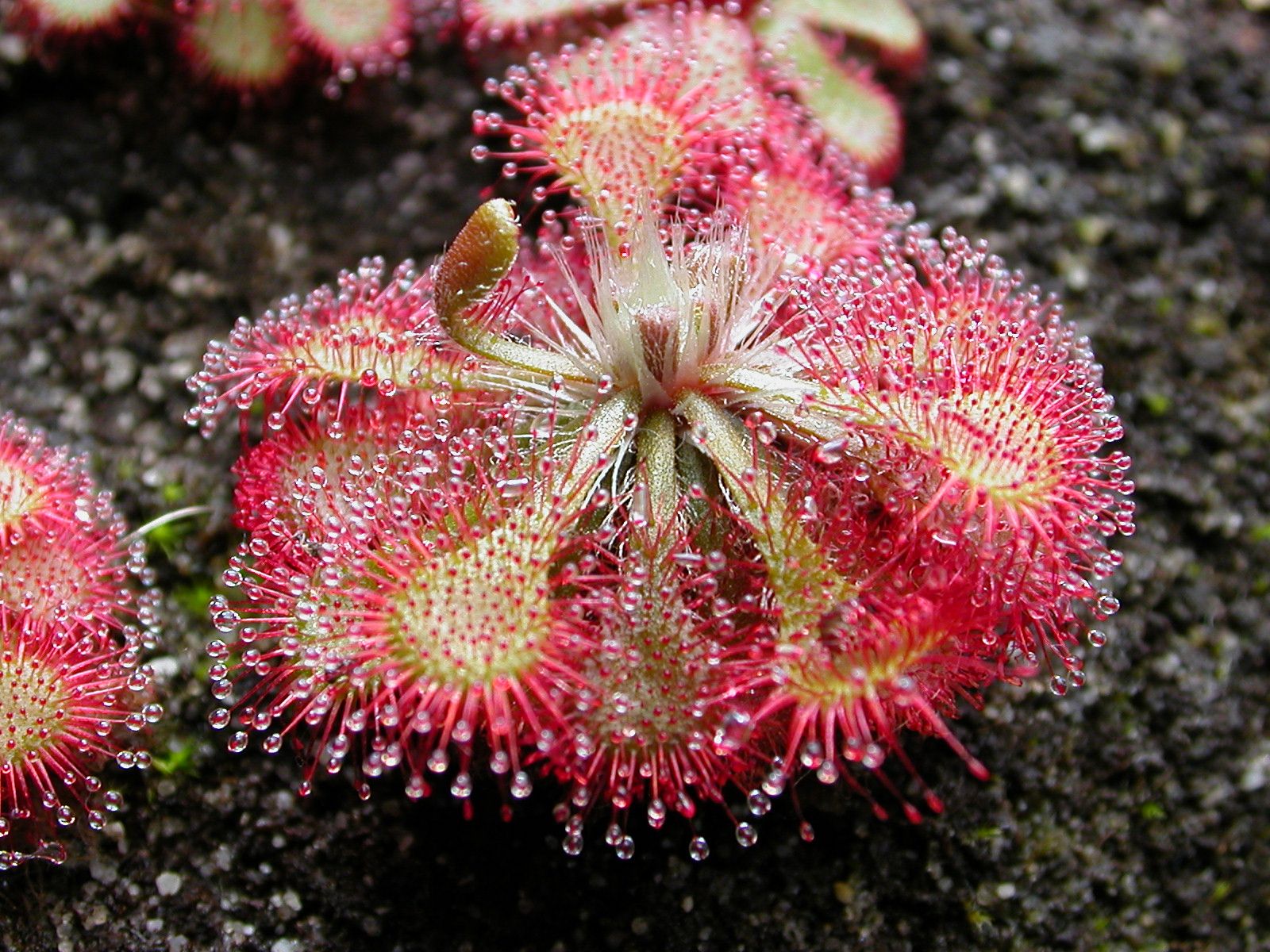 Guía completa de la Drosera spatulata: Todo lo que necesitas saber sobre esta planta carnívora