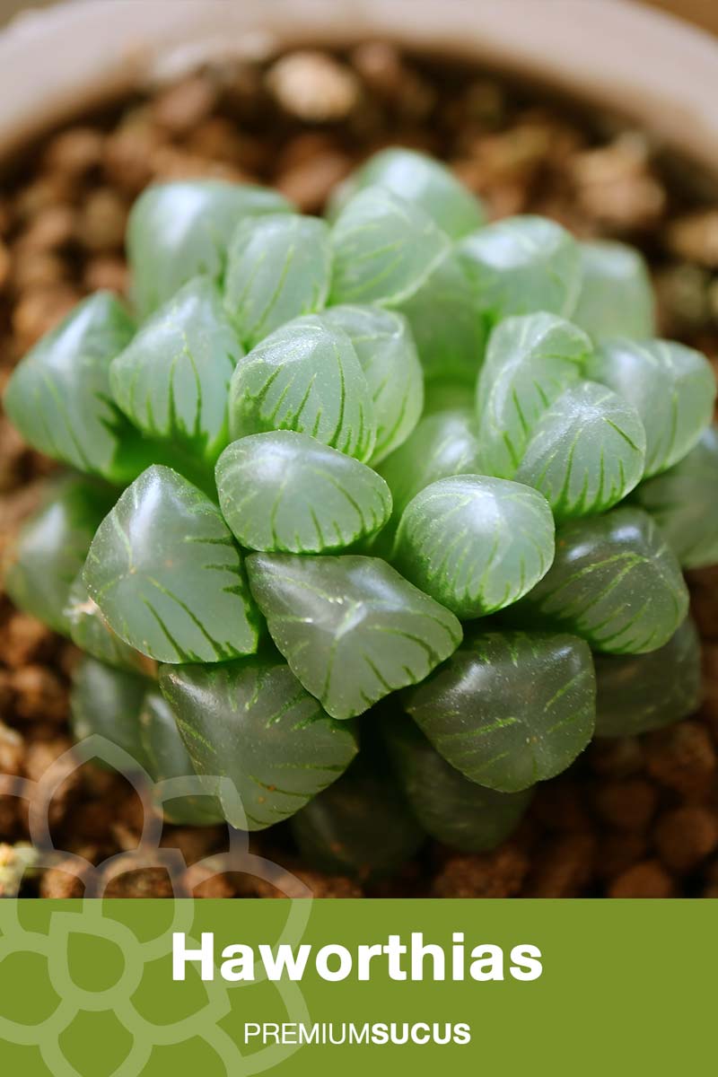 Guía completa de reproducción de Haworthia: técnicas y consejos