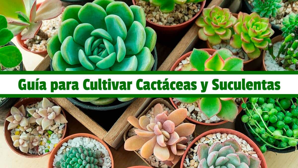 Guía completa para la propagación exitosa de cactus y suculentas