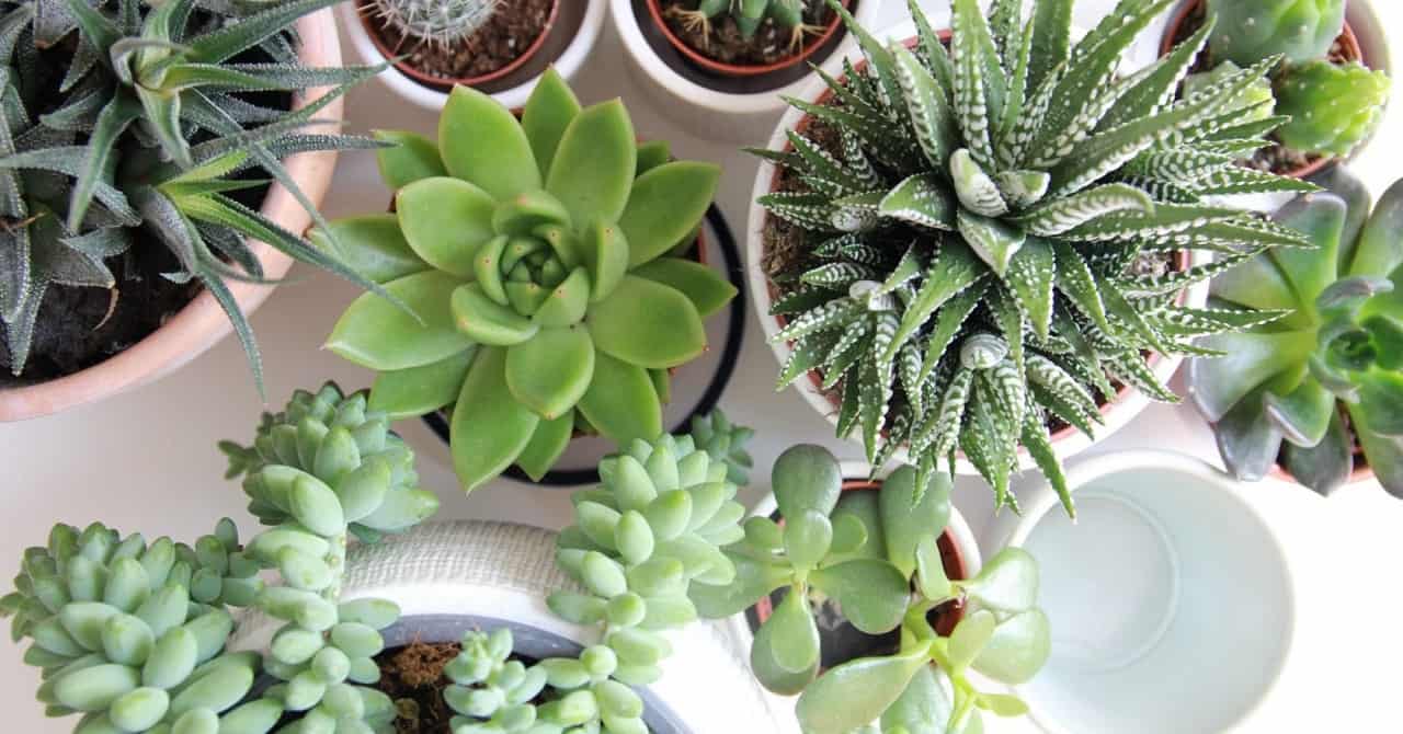 Haworthia: Consejos para prevenir y combatir las plagas en tus suculentas