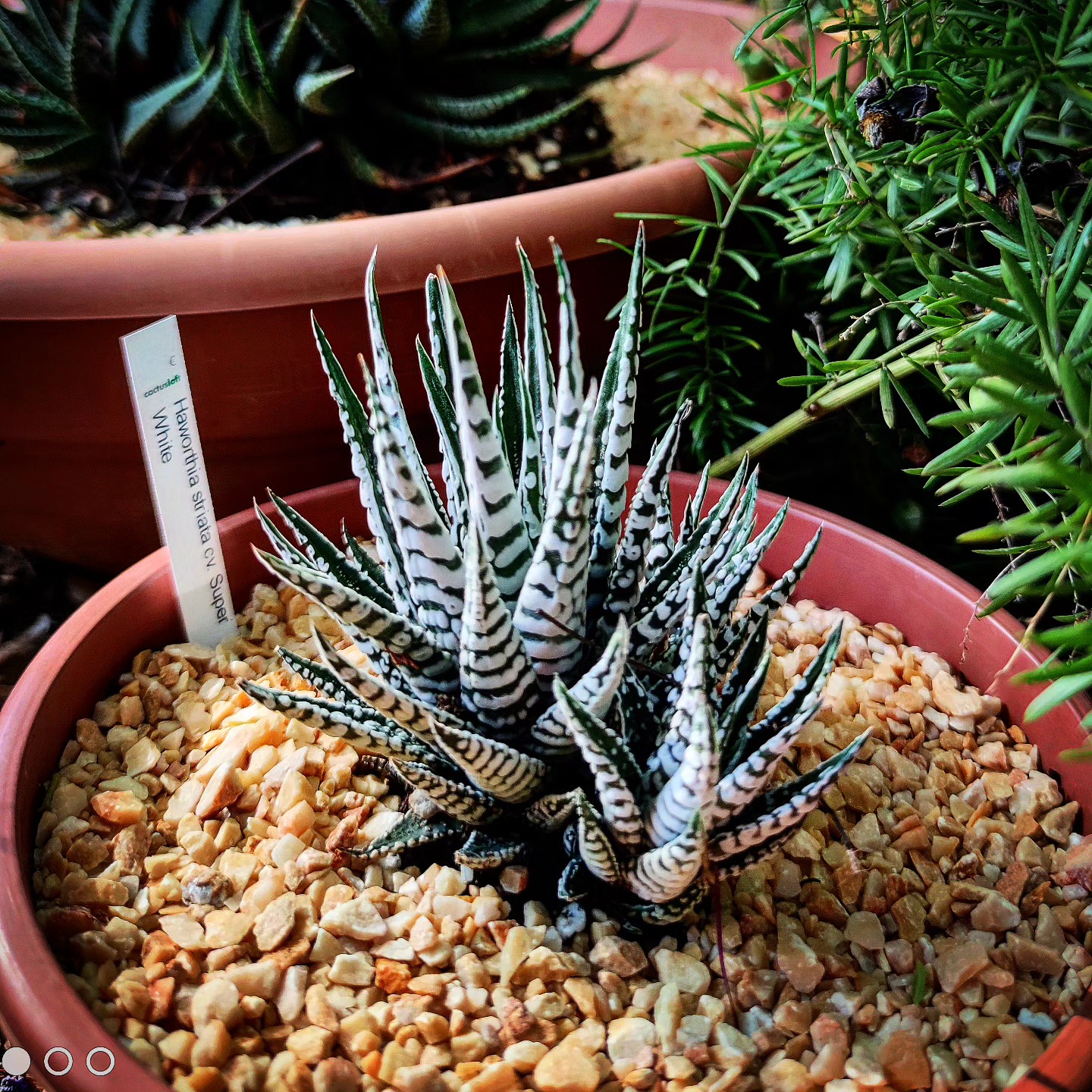 Haworthia: la joya de la decoración con suculentas