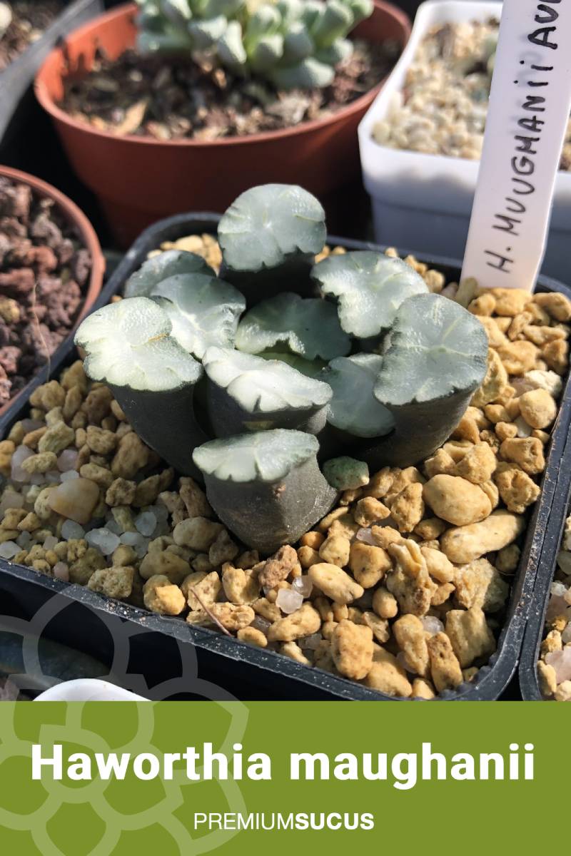 Haworthia: Todo lo que necesitas saber sobre esta fascinante suculenta