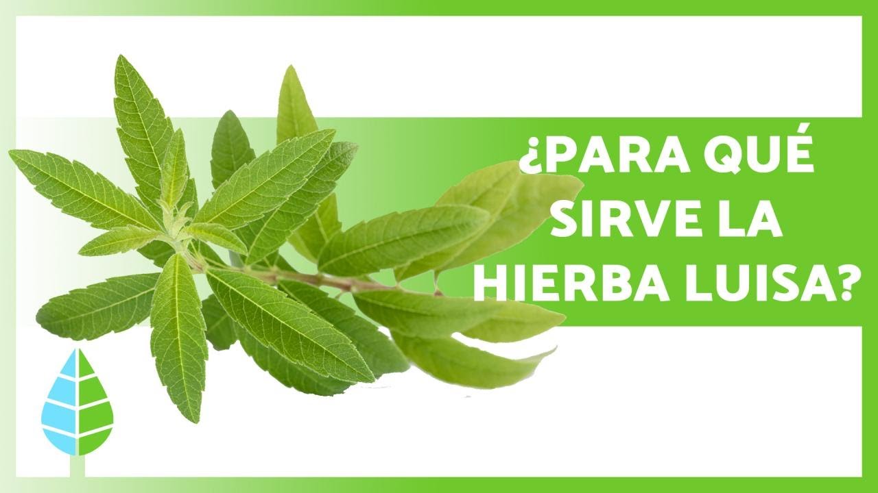 Hierbaluisa: Propiedades, usos y beneficios de esta planta medicinal