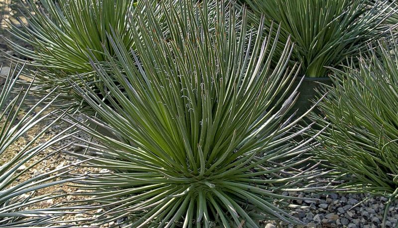 La belleza exótica de la Agave Geminiflora: características, cuidados y recomendaciones