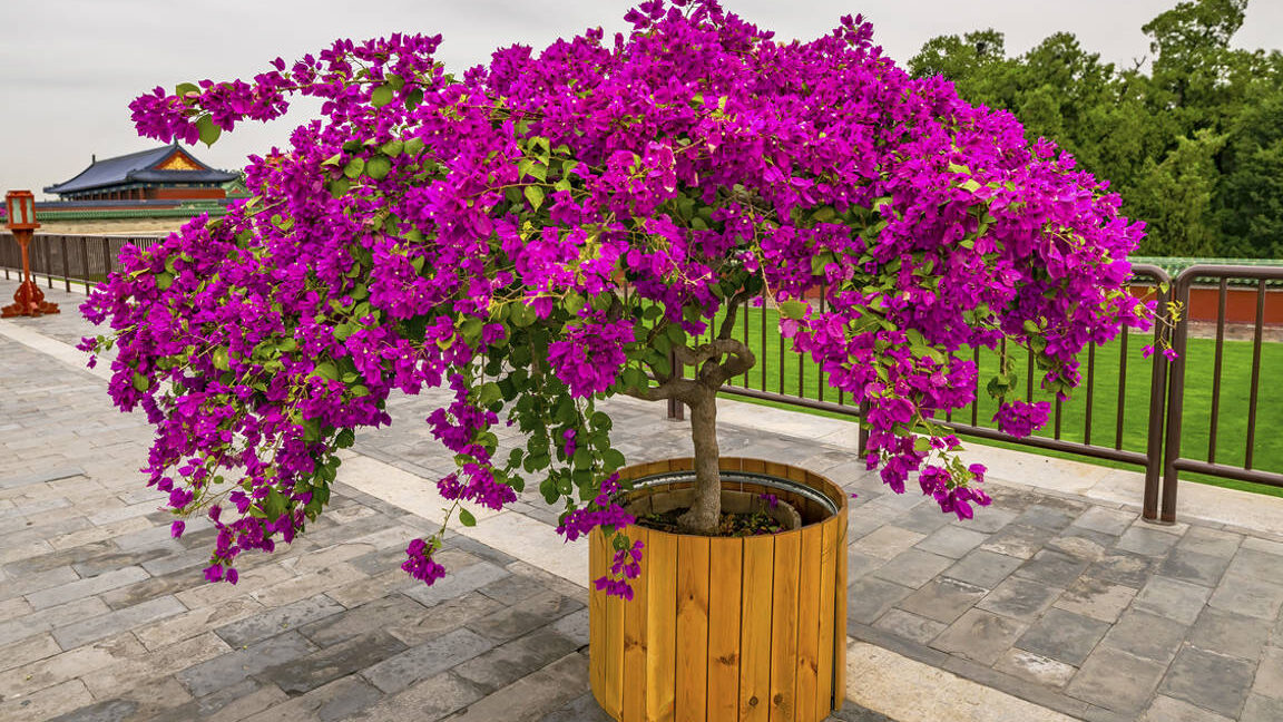 La Buganvilla: Una Flor Exuberante y Colorida para Decorar tu Jardín