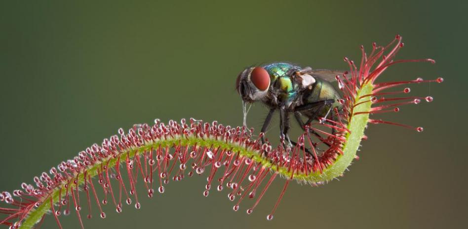 La Drosera Intermedia: Una fascinante planta carnívora que atrapa a sus presas hábilmente