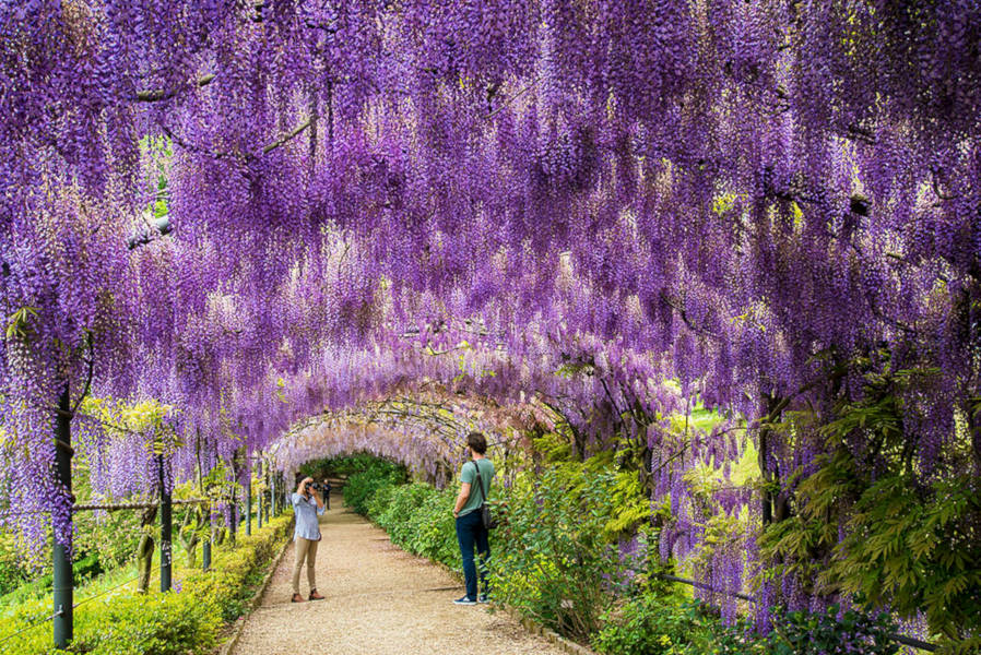 La Glicina: Una planta trepadora llena de color y fragancia para tu jardín