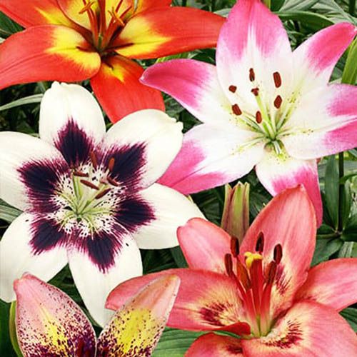 Lirios bicolor: la combinación perfecta de colores en tus jardines