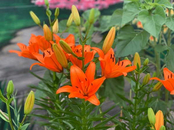 Lirios naranjas: belleza vibrante en tus espacios verdes