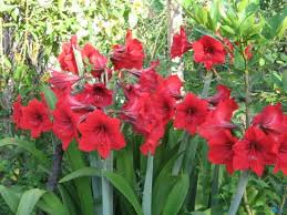 Lirios rojos: belleza y simbolismo en la jardinería ornamental