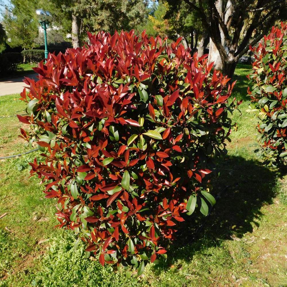 Los arbustos de flor más hermosos para decorar tu jardín