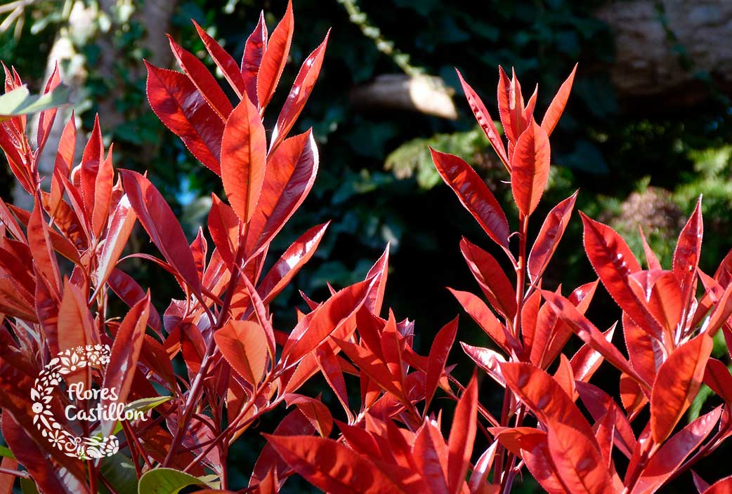 Los arbustos de hoja perenne: belleza y resistencia en tu jardín