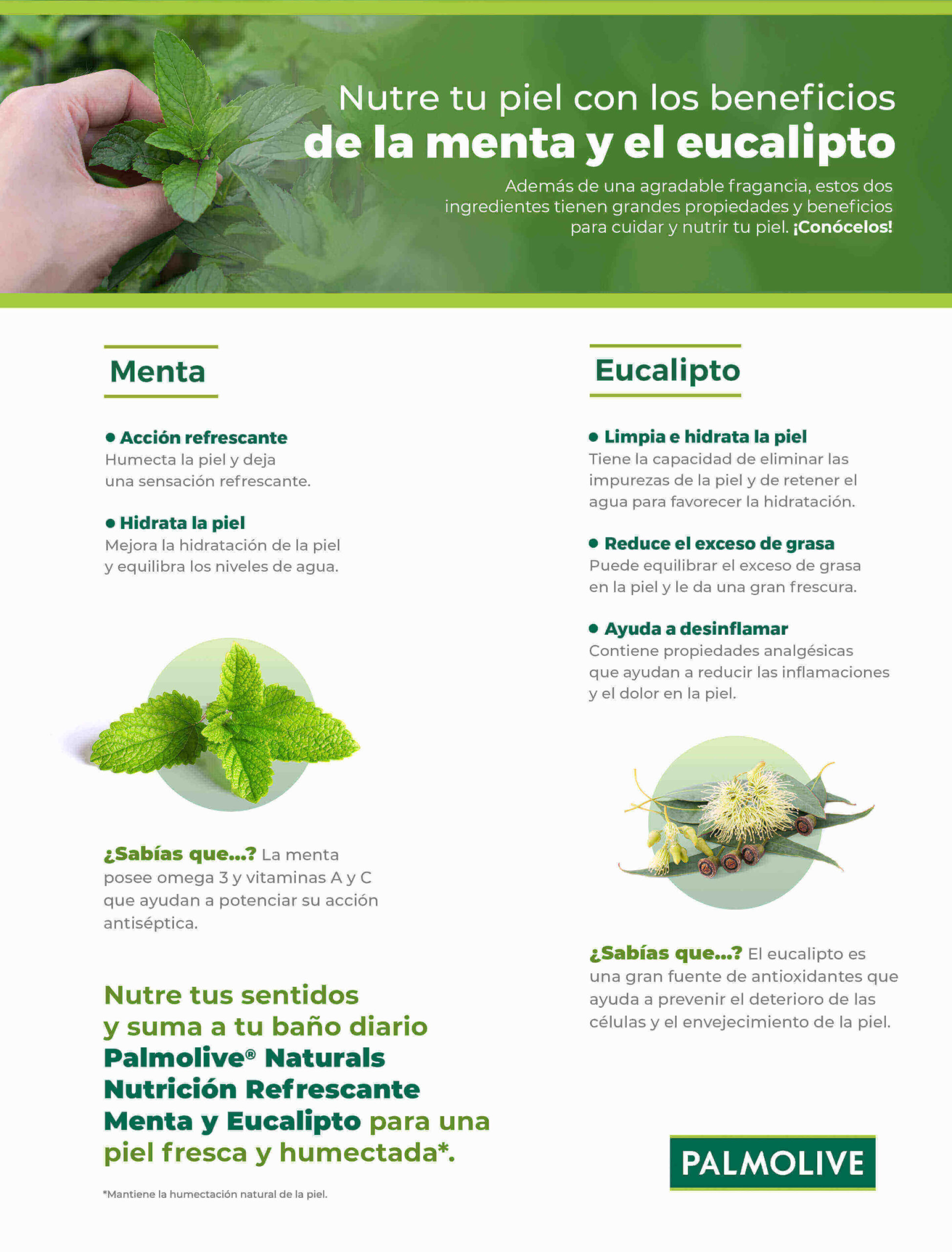 Los beneficios y usos medicinales de la refrescante menta