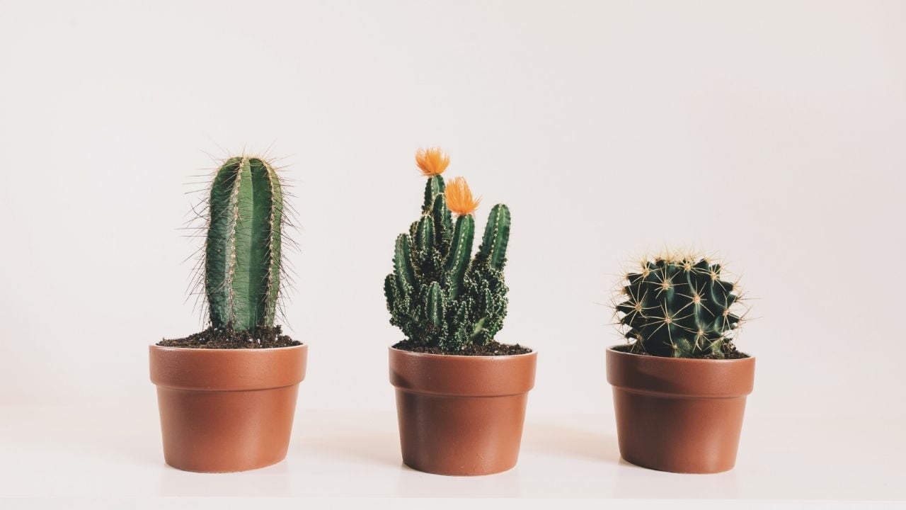 Los cactus más raros y fascinantes que debes conocer para tu colección de plantas ornamentales