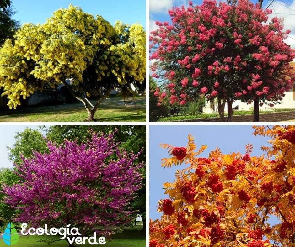 Los mejores árboles ornamentales de sombra para embellecer tu jardín