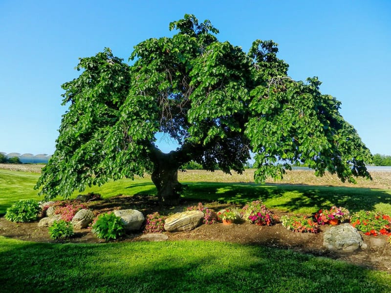 Los mejores árboles ornamentales para climas fríos: Belleza y resistencia en tu jardín