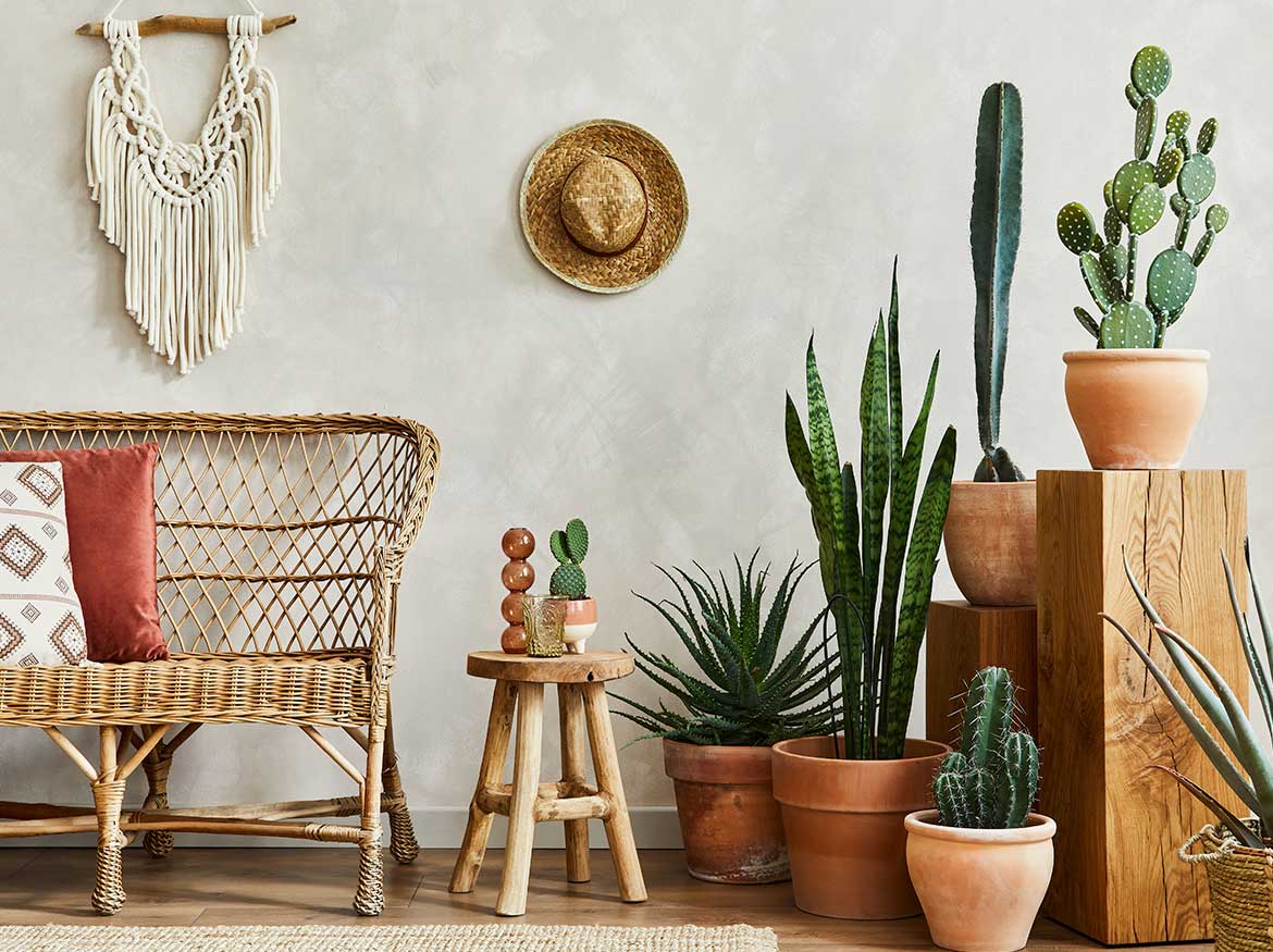 Los mejores cactus de interior para decorar tu hogar