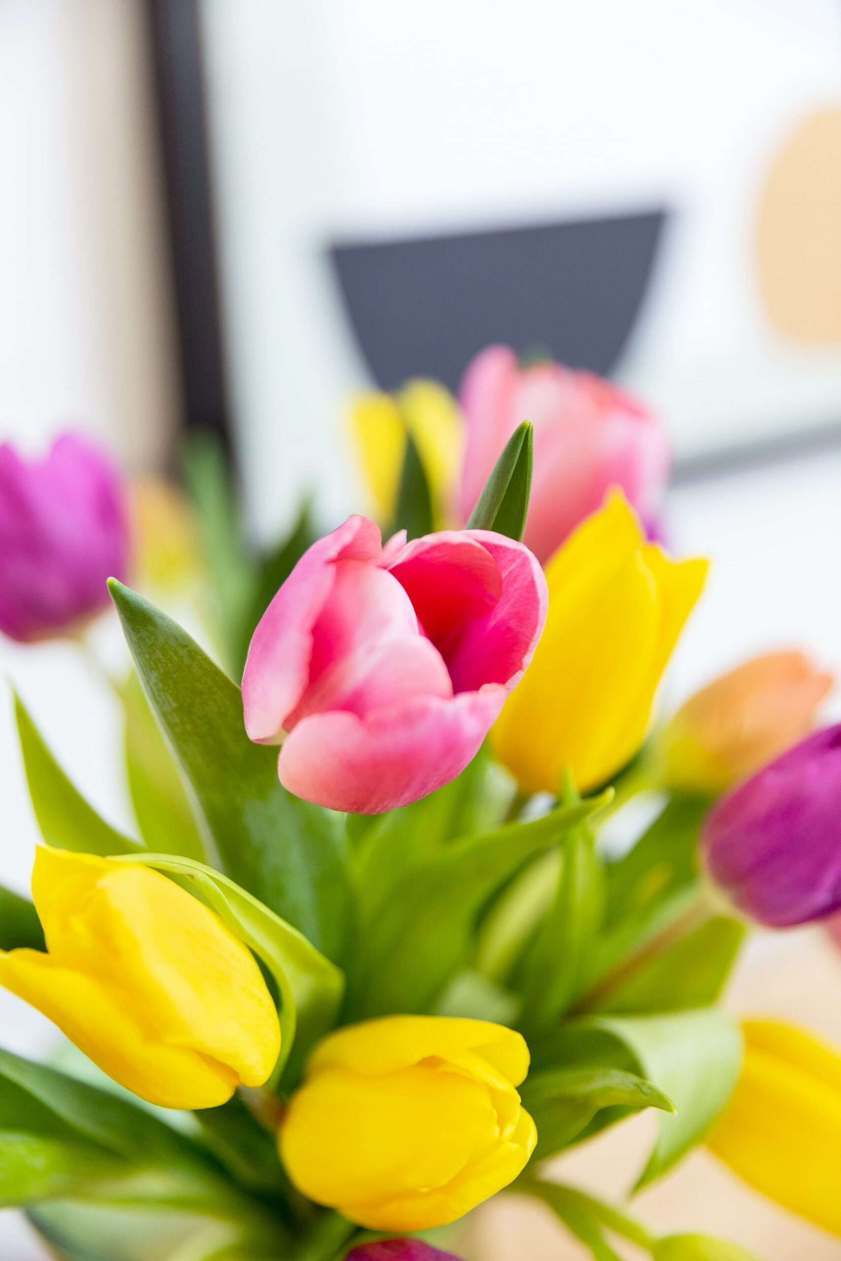 Los Tulipanes Amarillos: Belleza y Significado de estas Flores Ornamentales