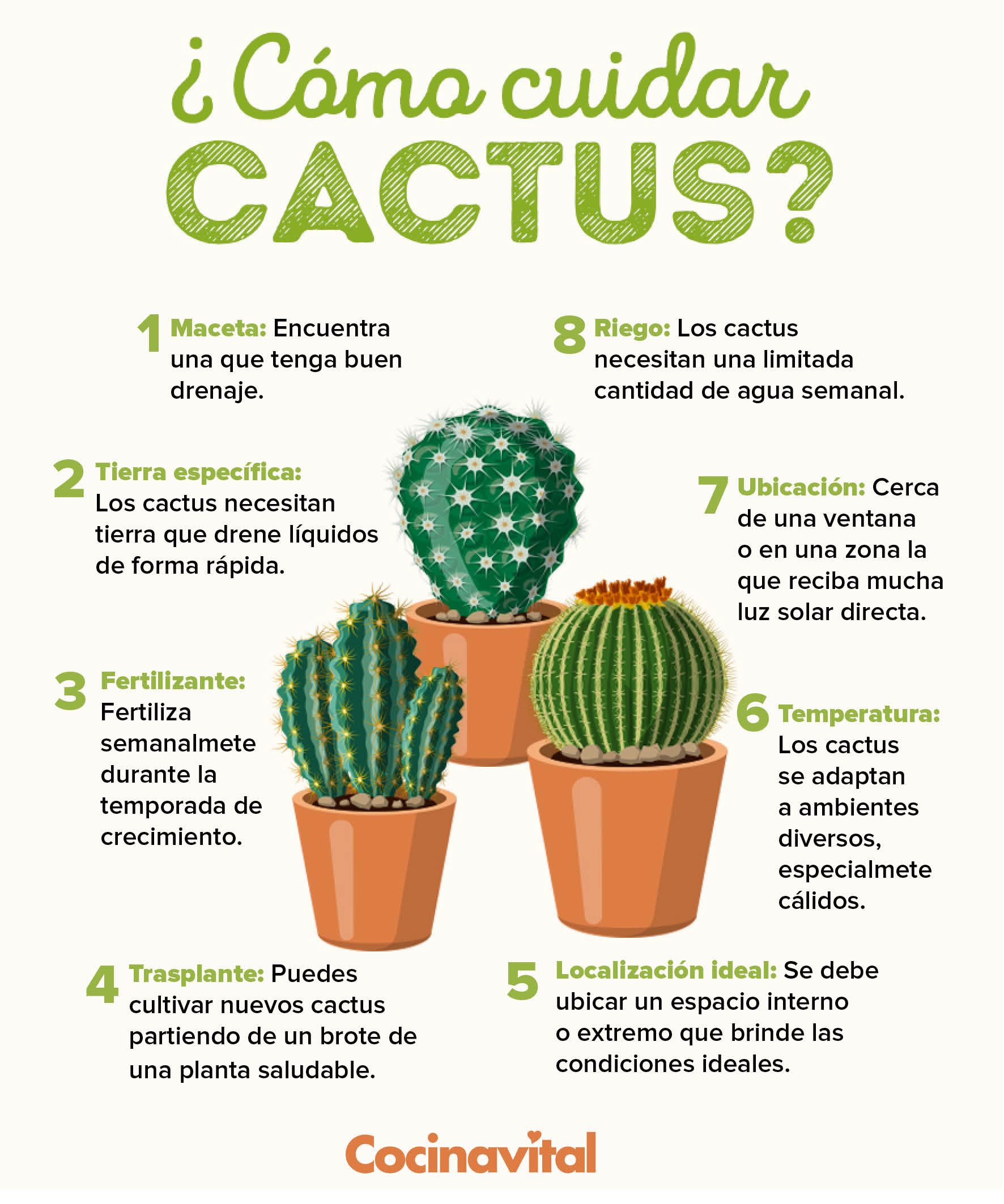 Macetas ideales para cactus y suculentas: consejos y recomendaciones