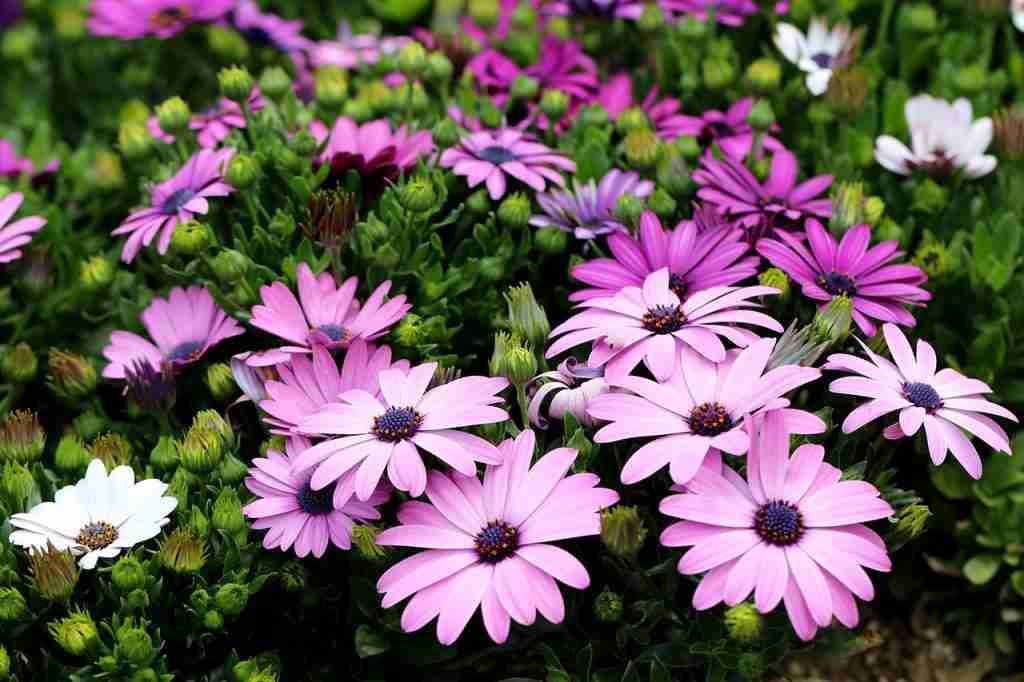 Margaritas perennes: Descubre estas hermosas flores que alegrarán tu jardín todo el año