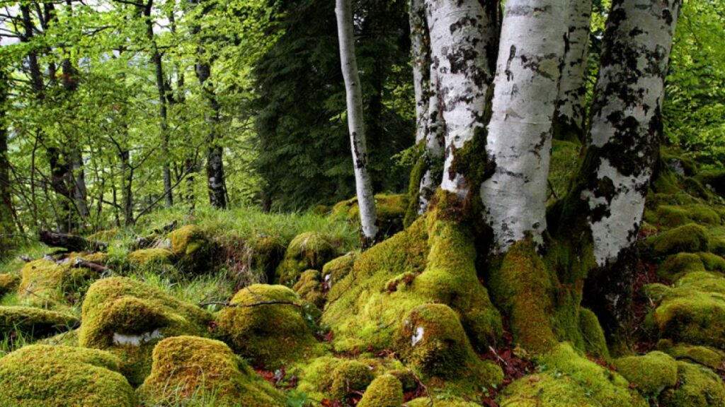 Musgos- Tipos de plantas