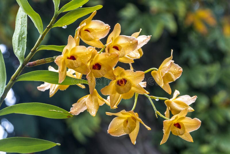 Orquídea Dendrobium Amarilla: Belleza y Elegancia en tu Jardín