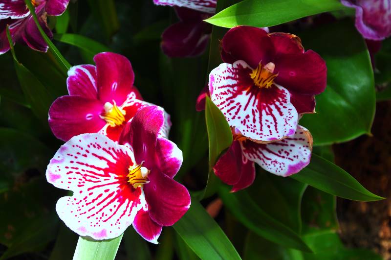 Orquídea Oncidium Roja: Descubre sus características y cuidados