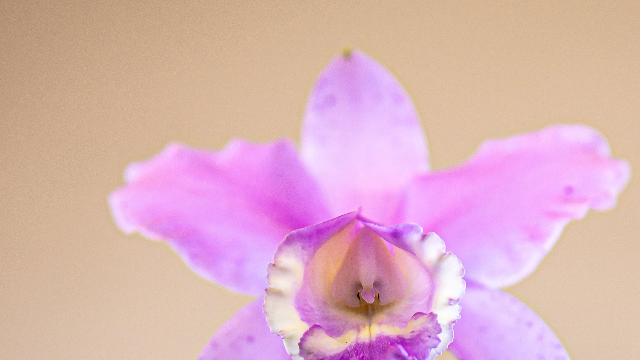 Orquídeas Cattleya Rosa: La belleza y elegancia en tus espacios verdes