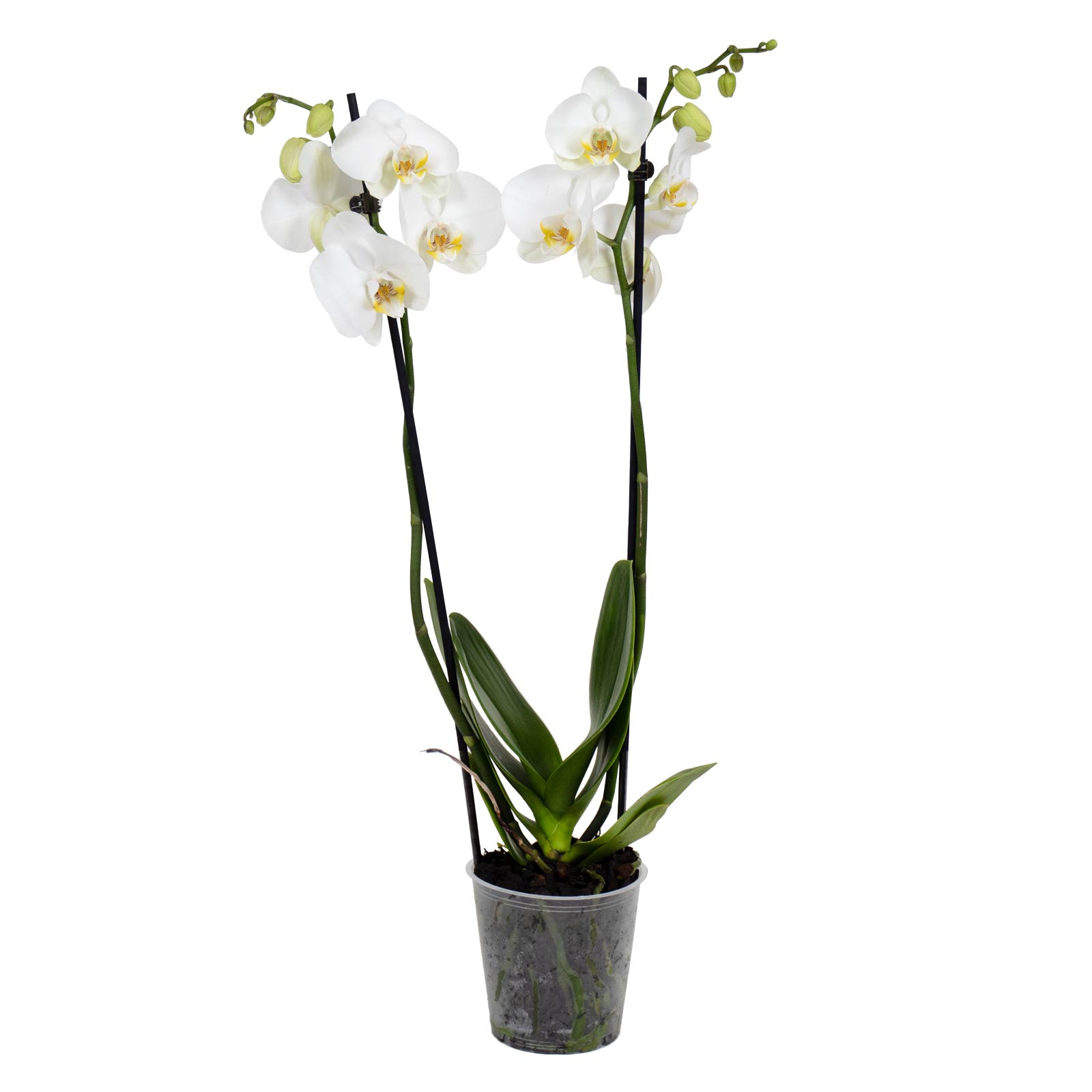 Orquídeas Phalaenopsis Blanca: La Elegancia en Flor